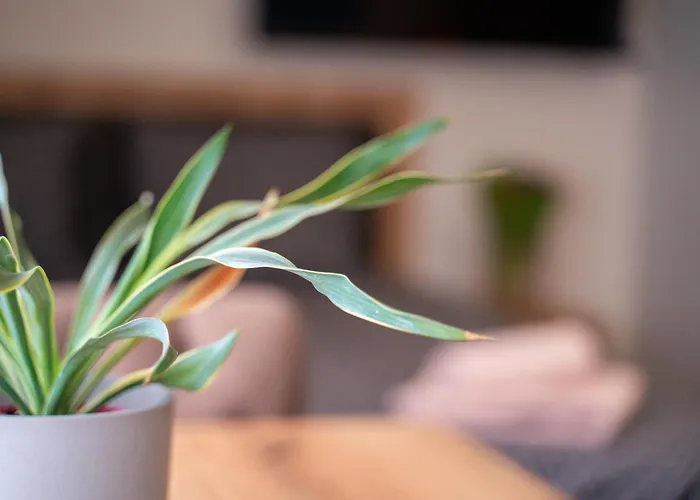 Wow For Rent 2 Bul Montevideo 25a - B *