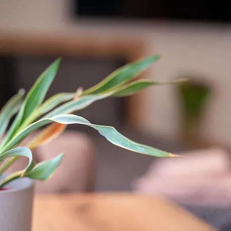 Wow For Rent 2 Bul Montevideo 25a - B *